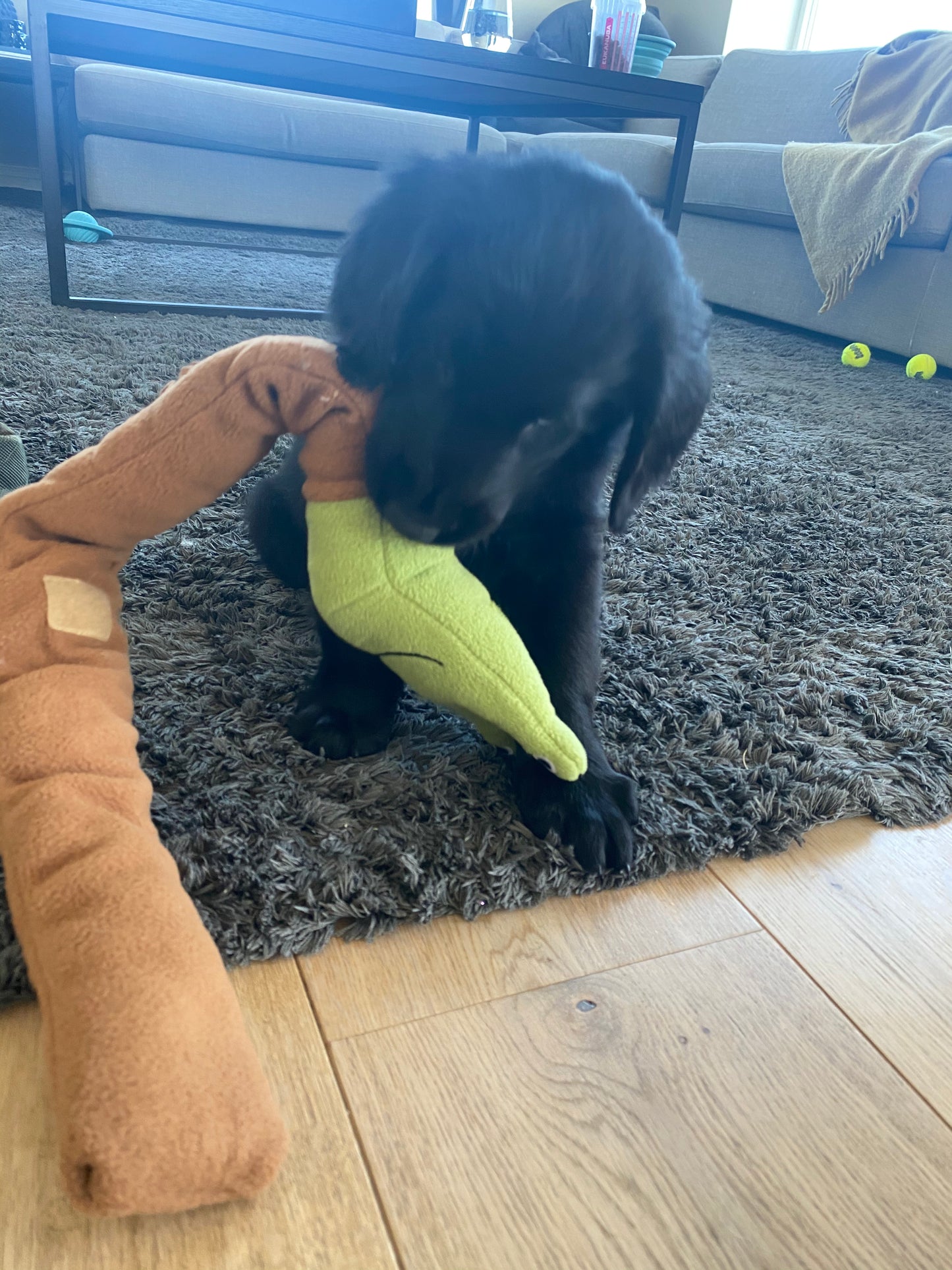 The Snail — Snuffle Puzzle Toy