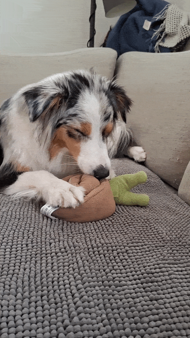 The Snail — Snuffle Puzzle Toy